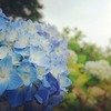 紫陽花日和★札幌も紫陽花満開です！