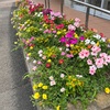 花壇は満開
