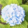 ＃６４０　梅雨入りを思わせるアジサイ　(写真有)