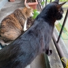 ベランダの猫二人をゆっくり楽しめる休日