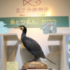 相模川ふれあい科学館のミニ企画展示「魚とり名人、カワウ」開催中！