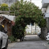 沖縄の路上園芸散歩