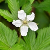 イチゴの花