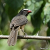 ベリーズ　都市郊外で見る野鳥たち　その2 