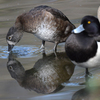 近所の公園に鳥を見に行った日記（２０２２　０３２１）その５。