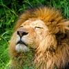 ライオンから見る、リスクとリターンの考え方の話