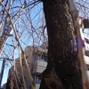 桜の花芽に思い慕う