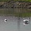 コハクチョウ９羽、冬告げる　安曇野・明科（長野県）