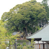 青梅市の神社に立つシイノキ