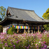 コスモス寺・般若寺と奈良きたまち、奈良公園の紅葉散策