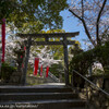 桜花の真田山・三光神社