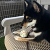 黒柴 🐶 つん