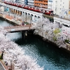 京急　黄金町～日ノ出町の桜