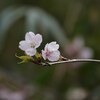 春の声が聞こえる ～花と野鳥と～
