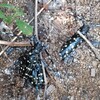衝撃の事件発生⇒ゴマダラカミキリの恐怖