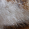 猫は空間を立体的に生きる。