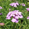 イベリスとかすみ草　発芽