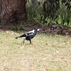 カササギフエガラス(Australian Magpie)