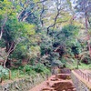 東京で森林浴「等々力渓谷」癒しスポットを満喫しよう