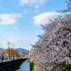 【2026年】天神川桜並木が見頃｜開花から満開までの記録と静かな春の京都