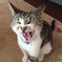 しょぼい農業で生きていく