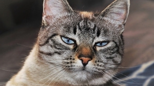 猫ちゃんとおうちでのんびり そんなときに使える英語表現 English Journal Online 猫ちゃんとおうちでのんびり そんなときに使える英語表現 English Journal Online