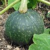 エビスカボチャの収穫