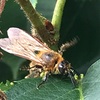 （紹介：生物）新宿の戸山公園（大久保地区）で蜂見つけたよ