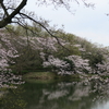 2020年3月30日　神奈川県三ツ池公園・根岸公園  