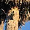朝の散歩は野鳥の宝庫１：ドングリキツツキ(Acorn Woodpecker)