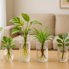 【水耕栽培】失敗しない観葉植物の育て方💧｜カビや腐敗を防ぐ！初心者でも簡単にできるコツ