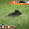 九州にクマ現れることは？山口県では目撃情報…関門海峡わずか600m