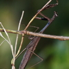 コカマキリ