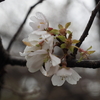 大乗寺丘陵公園【冬桜】