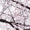 武蔵野公園_大寒桜満開（東京都府中市ほか）