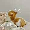 新しく迎えた猫さんとるるちゃんが仲良くなりすぎて、飼い主が置いてきぼりにされる夢を見ました（涙）