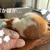 スマホを見る時間を減らして、愛猫を眺める時間を増やしてみた。