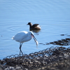 野鳥観察