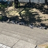 東京都荒川区のニャー