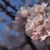 幸手権現堂桜堤