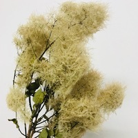 3月8日はミモザの日 ミモザアカシアの切り花の特徴と ドライフラワー はなめも 花屋のメモ帳 3月8日はミモザの日 ミモザアカシアの切り花の特徴と ドライフラワー はなめも 花屋のメモ帳
