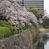 東京桜めぐり🌸紀尾井町『弁慶橋～紀尾井桜テラス』