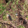 Amazon Kingfisher オオミドリヤマセミ 2