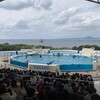 （旅行）父子で行く沖縄旅行～美ら海水族館ツアー編