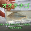 オオタナゴの特徴・外観・釣れるポイントを紹介！(特定外来生物)