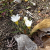 白いクロッカスが咲いた