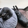 お触りガマン