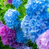 さりげなく美勇伝のリーダーをやっている梨華ちゃん