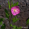 ユウゲショウ Oenothera rosea
