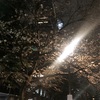 桜が咲いてきました！